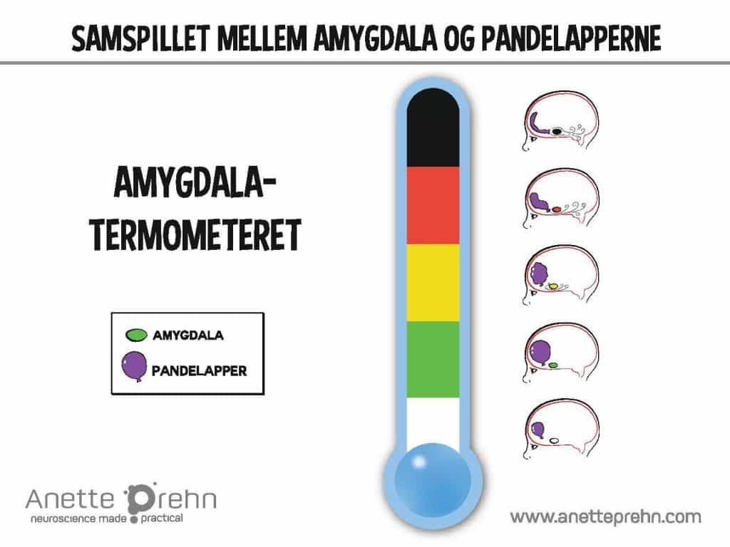 samspillet-mellem-amygdala-og-pandelapperne